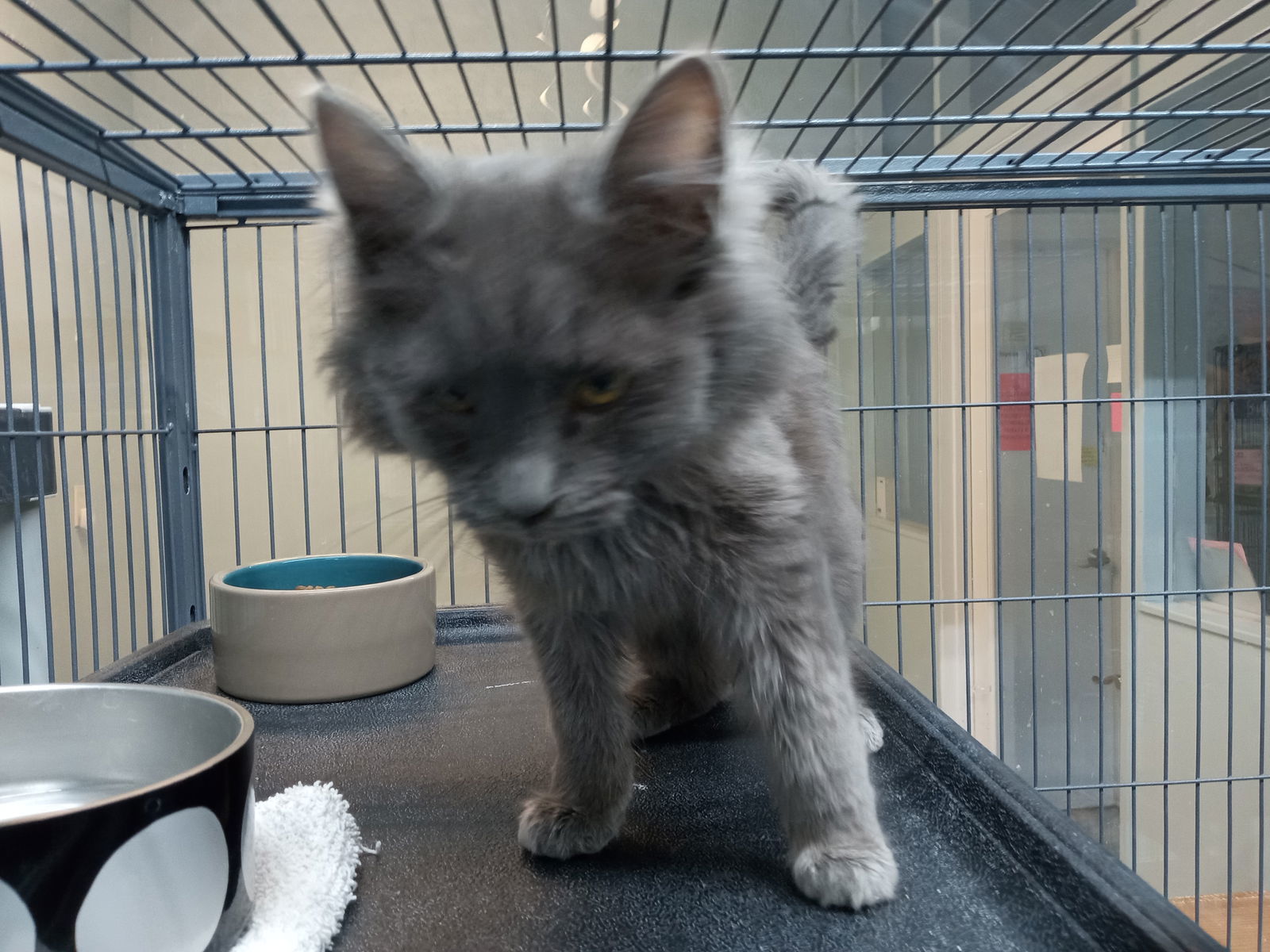 Logan, an adoptable Domestic Medium Hair in Alturas, CA, 96101 | Photo Image 3