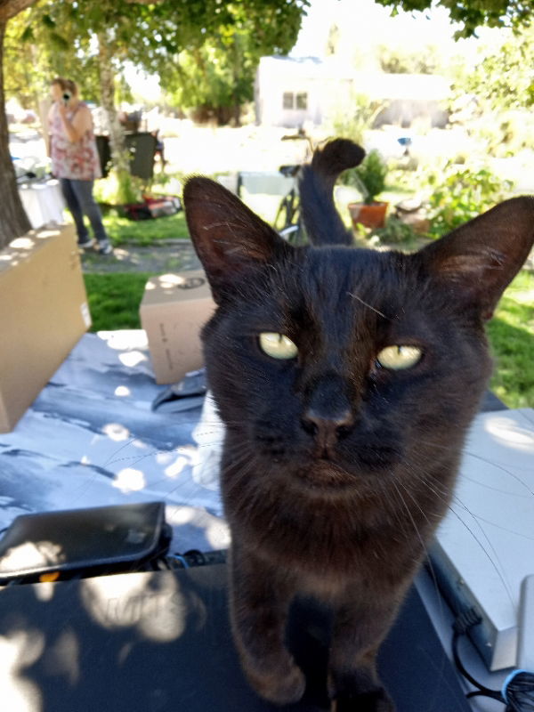 Mister: Friendly Surprise Valley Stray, an adoptable Domestic Medium Hair in Alturas, CA, 96101 | Photo Image 1