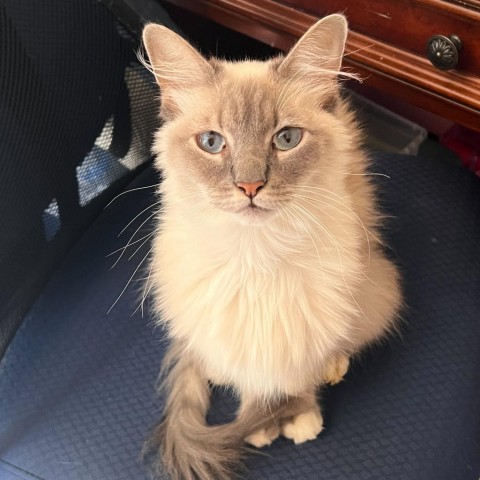 Mia, an adoptable Ragdoll, Domestic Medium Hair in Cartersville, GA, 30121 | Photo Image 1