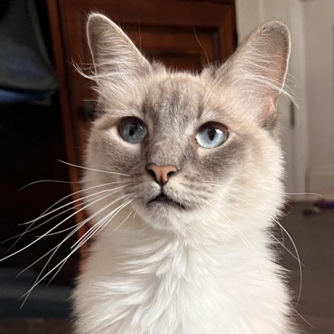 Mia, an adoptable Ragdoll, Domestic Medium Hair in Cartersville, GA, 30121 | Photo Image 2