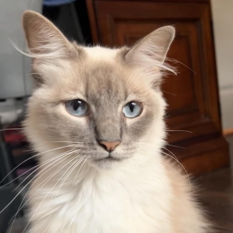 Mia, an adoptable Ragdoll, Domestic Medium Hair in Cartersville, GA, 30121 | Photo Image 3