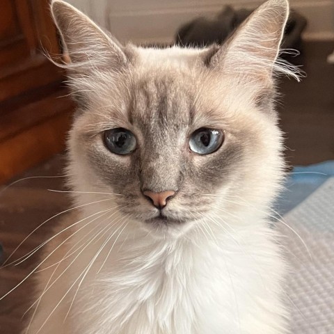 Mia, an adoptable Ragdoll, Domestic Medium Hair in Cartersville, GA, 30121 | Photo Image 4