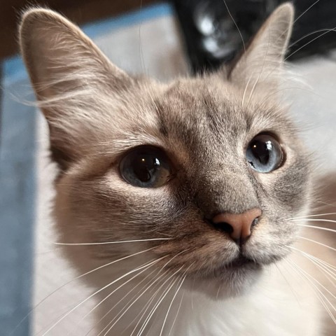 Mia, an adoptable Ragdoll, Domestic Medium Hair in Cartersville, GA, 30121 | Photo Image 5