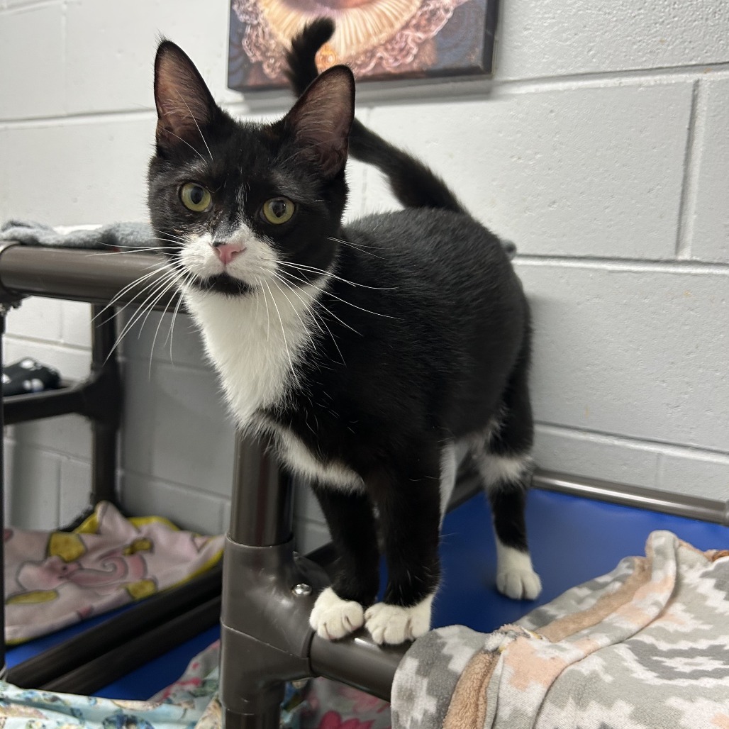 Lisa, an adoptable Domestic Short Hair in Enterprise, AL, 36330 | Photo Image 1