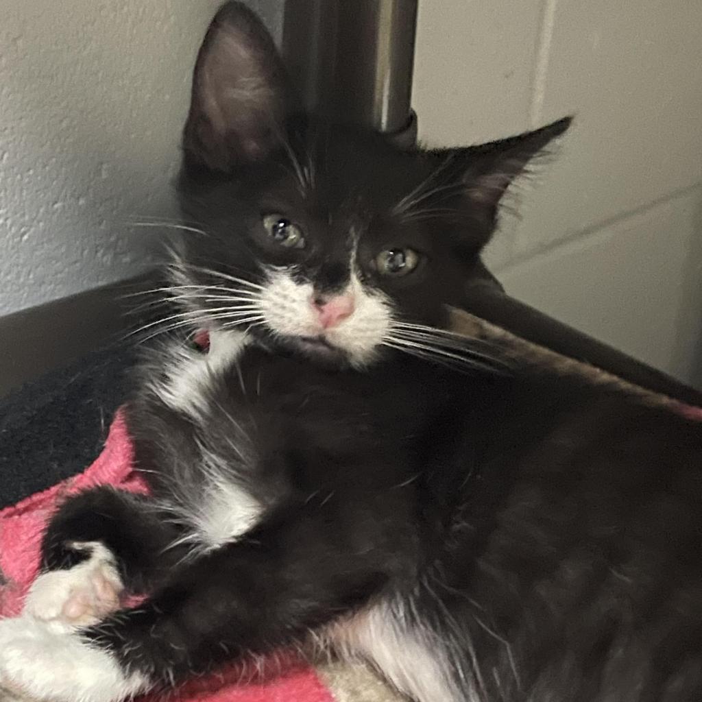 Lisa, an adoptable Domestic Short Hair in Enterprise, AL, 36330 | Photo Image 2