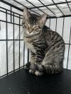 Gizmo photo 6
