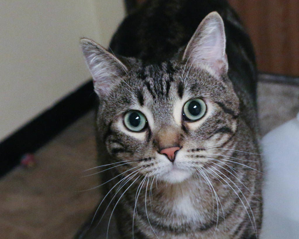 Noah, an adoptable Domestic Short Hair in Fargo, ND, 58103 | Photo Image 1