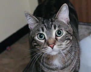 Noah, Adult Male Domestic Short Hair