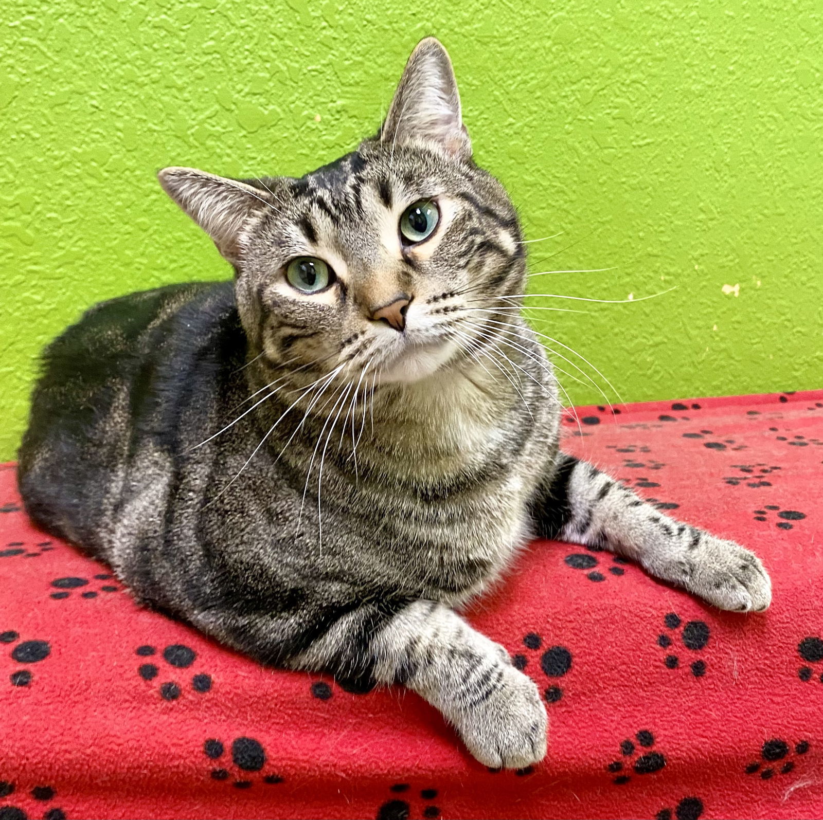 Noah, an adoptable Domestic Short Hair in Fargo, ND, 58103 | Photo Image 1