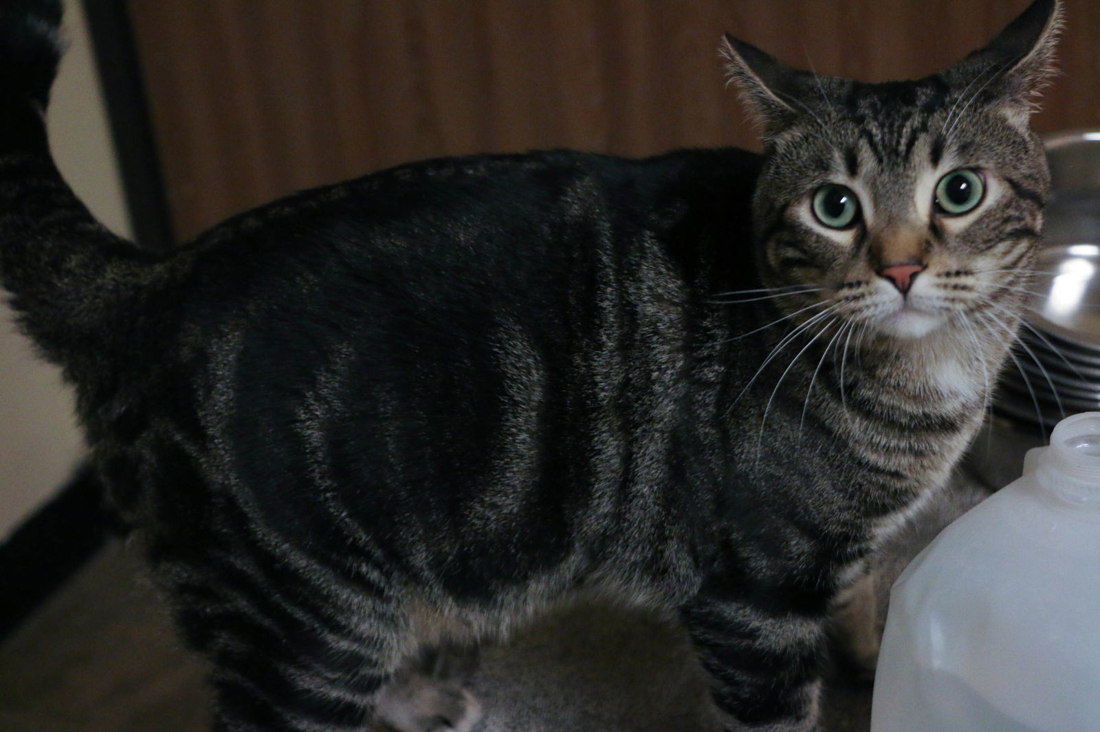 Noah, an adoptable Domestic Short Hair in Fargo, ND, 58103 | Photo Image 2
