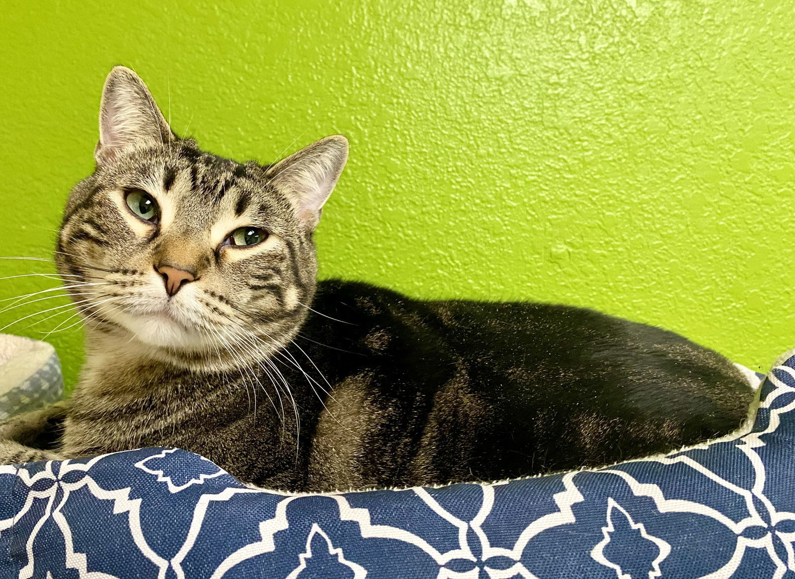 Noah, an adoptable Domestic Short Hair in Fargo, ND, 58103 | Photo Image 2