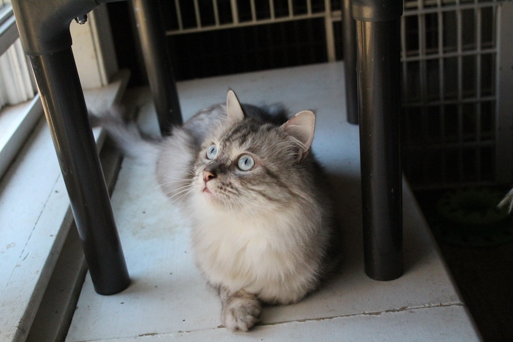 Rego, an adoptable Ragdoll in Marion, CT, 06444 | Photo Image 1