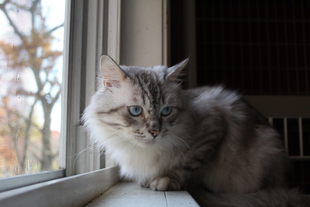 Rego, an adoptable Ragdoll in Marion, CT, 06444 | Photo Image 3