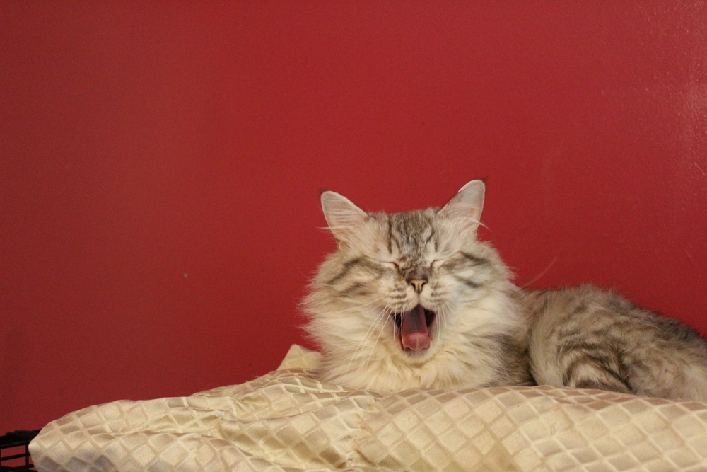 Rego, an adoptable Ragdoll in Marion, CT, 06444 | Photo Image 4