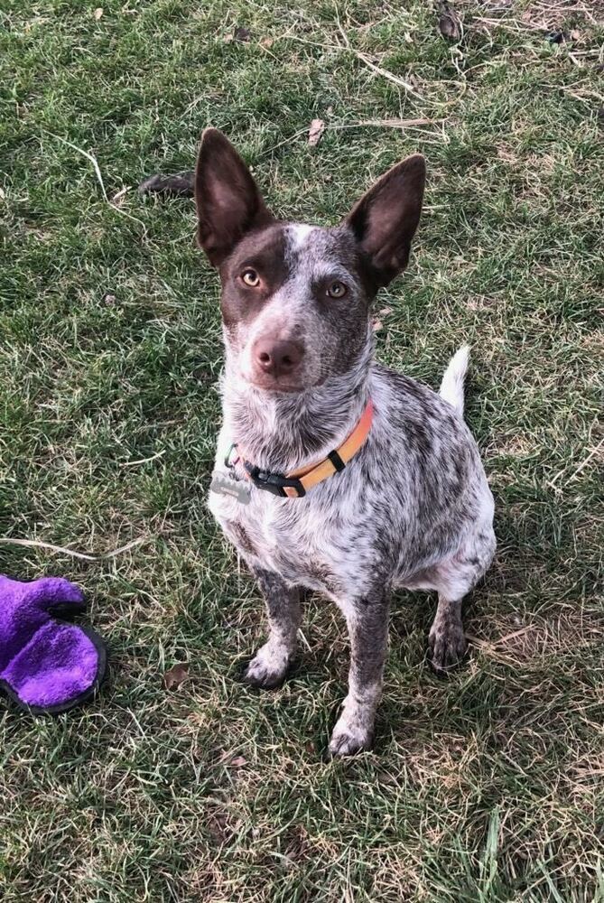 Ginger, an adoptable Australian Cattle Dog / Blue Heeler in Cortez, CO, 81321 | Photo Image 1