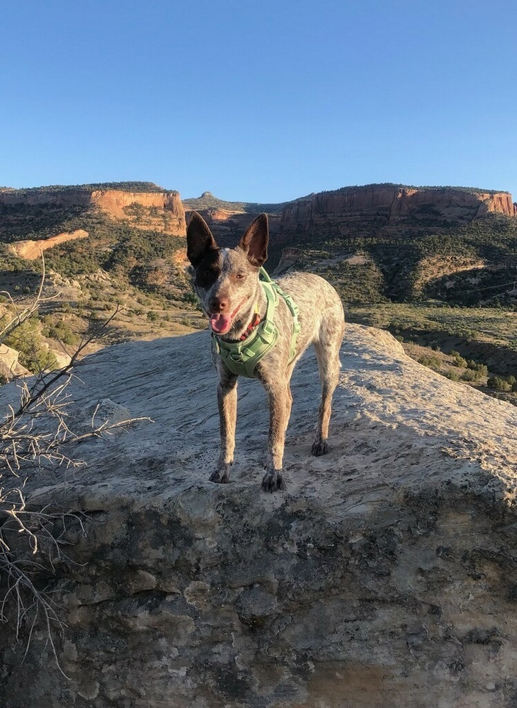 Ginger, an adoptable Australian Cattle Dog / Blue Heeler in Cortez, CO, 81321 | Photo Image 2