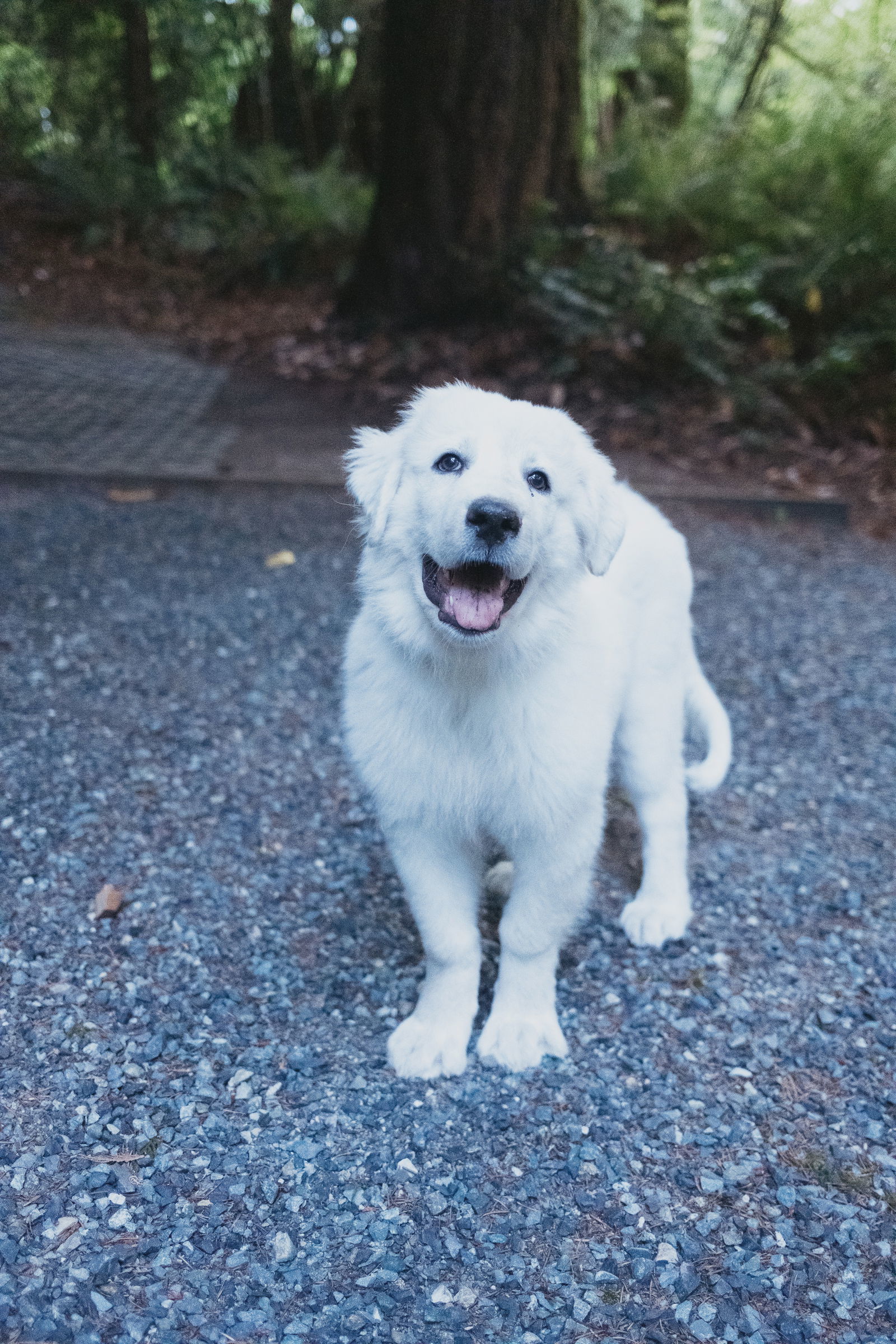 Rhodie, an adoptable Great Pyrenees in Bend, OR, 97702 | Photo Image 1