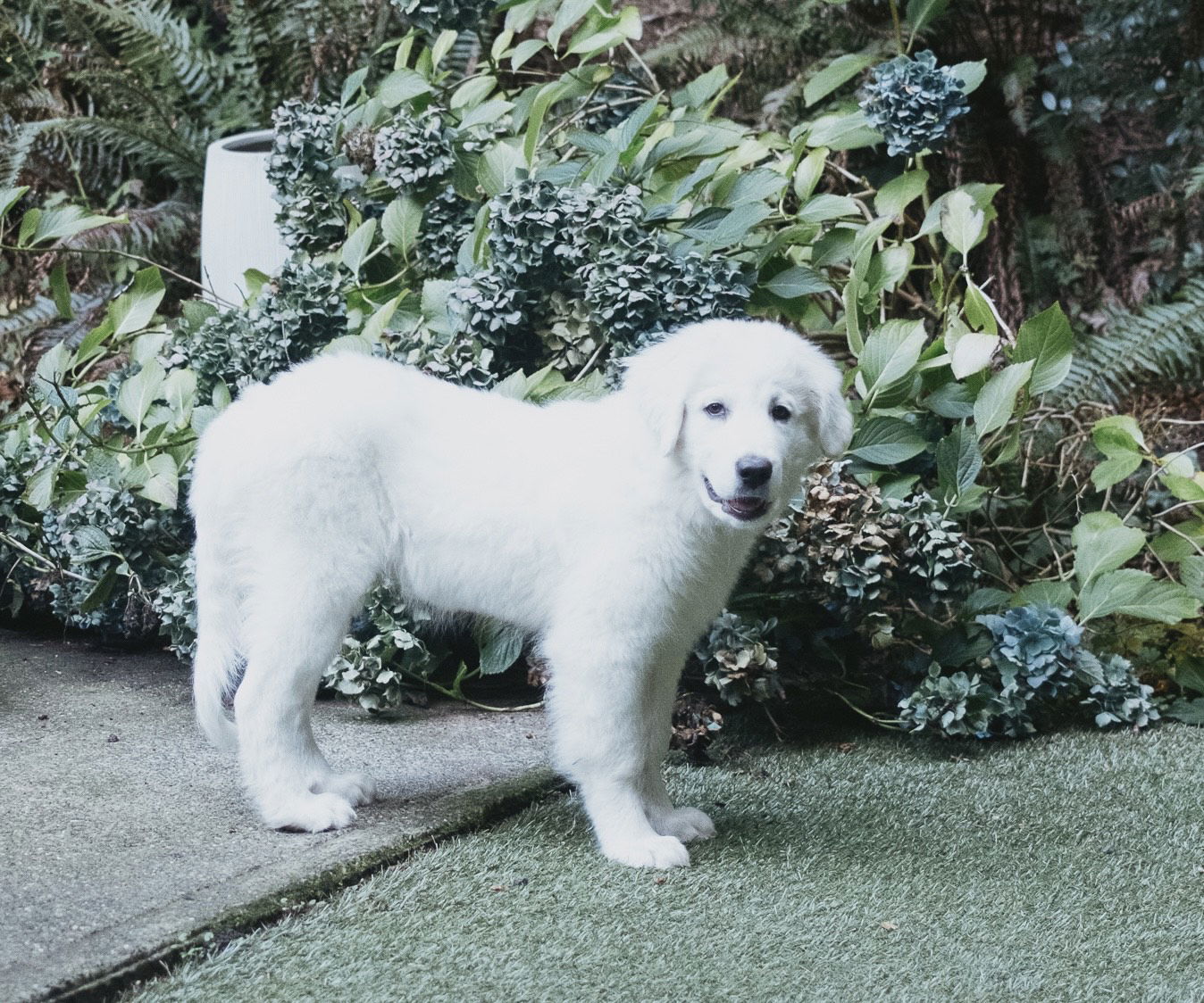 Rhodie, an adoptable Great Pyrenees in Bend, OR, 97702 | Photo Image 2