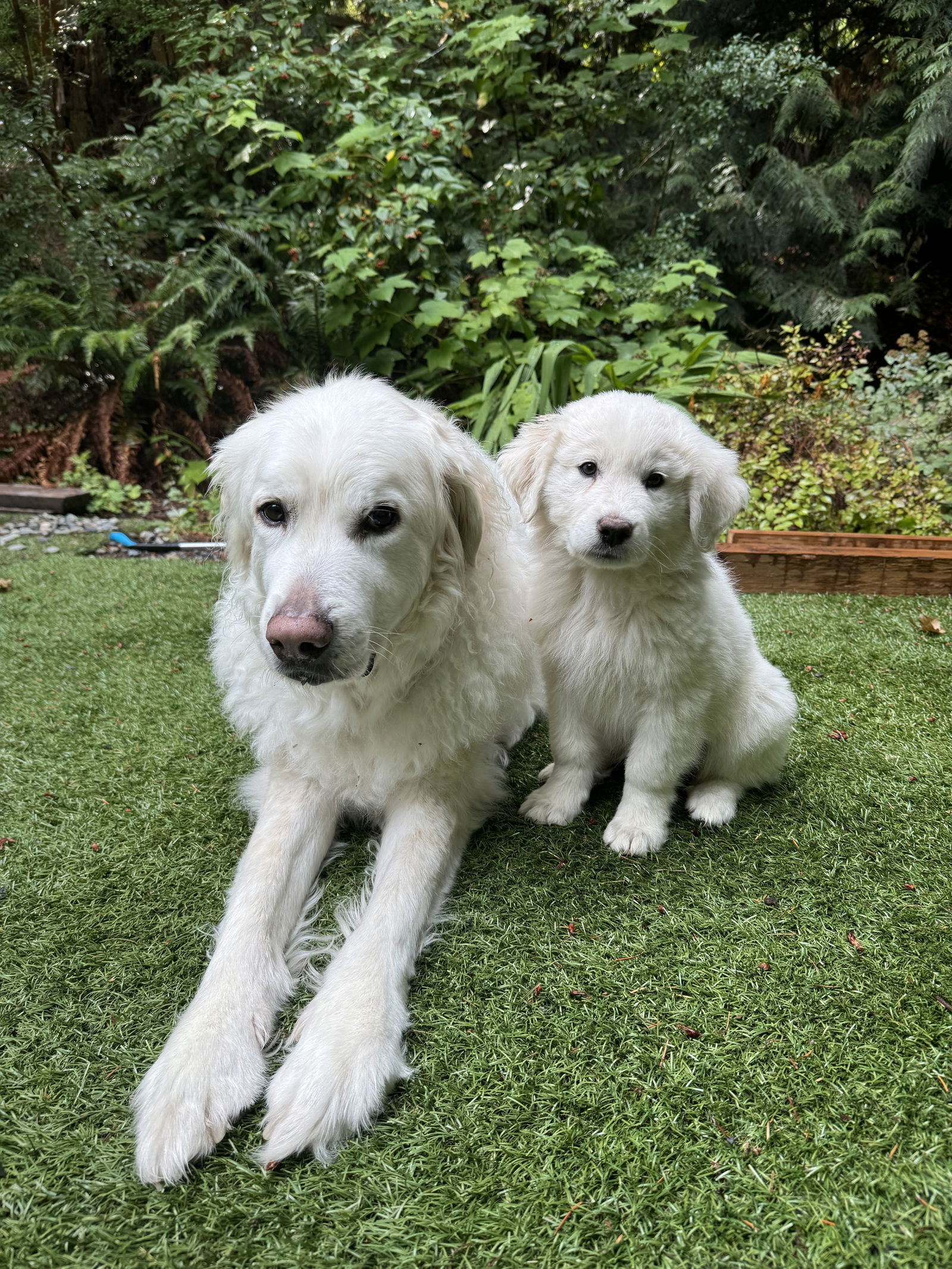 Rhodie, an adoptable Great Pyrenees in Bend, OR, 97702 | Photo Image 3