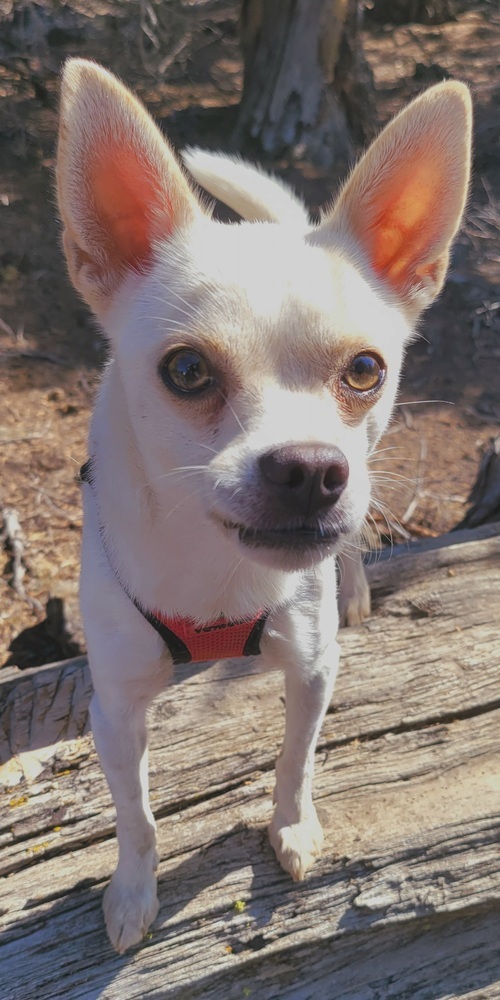 Chilly, an adoptable Chihuahua, Jack Russell Terrier in Bend, OR, 97701 | Photo Image 1