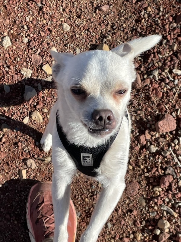 Chilly, an adoptable Chihuahua, Jack Russell Terrier in Bend, OR, 97701 | Photo Image 1