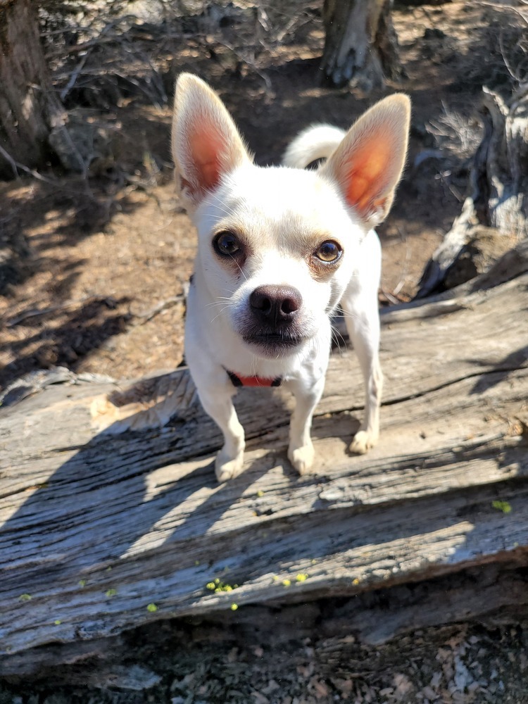 Chilly, an adoptable Chihuahua, Jack Russell Terrier in Bend, OR, 97701 | Photo Image 2