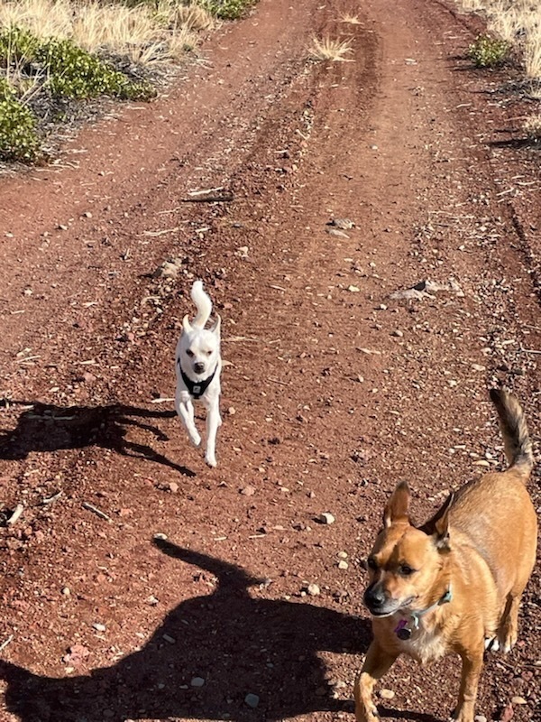 Chilly, an adoptable Chihuahua, Jack Russell Terrier in Bend, OR, 97701 | Photo Image 3