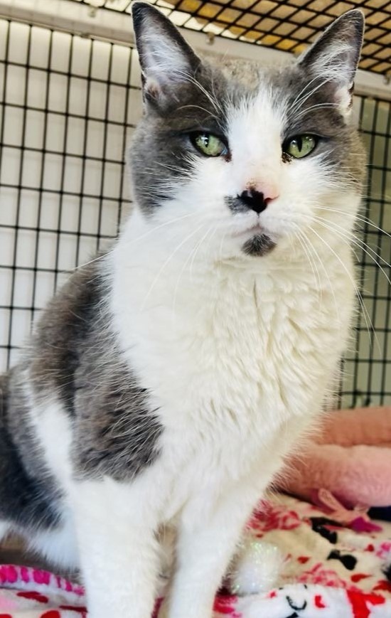 Squeaks, an adoptable Domestic Medium Hair in Green River, WY, 82935 | Photo Image 1