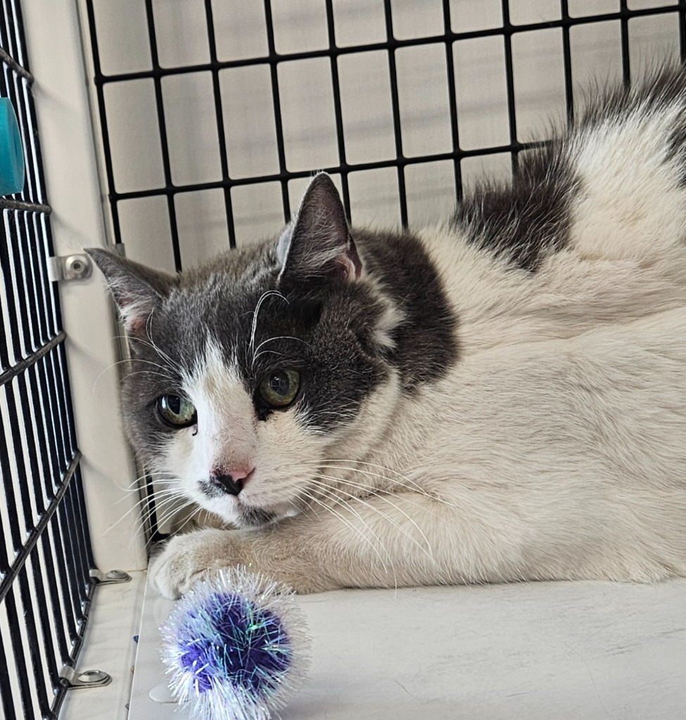 Squeaks, an adoptable Domestic Medium Hair in Green River, WY, 82935 | Photo Image 2