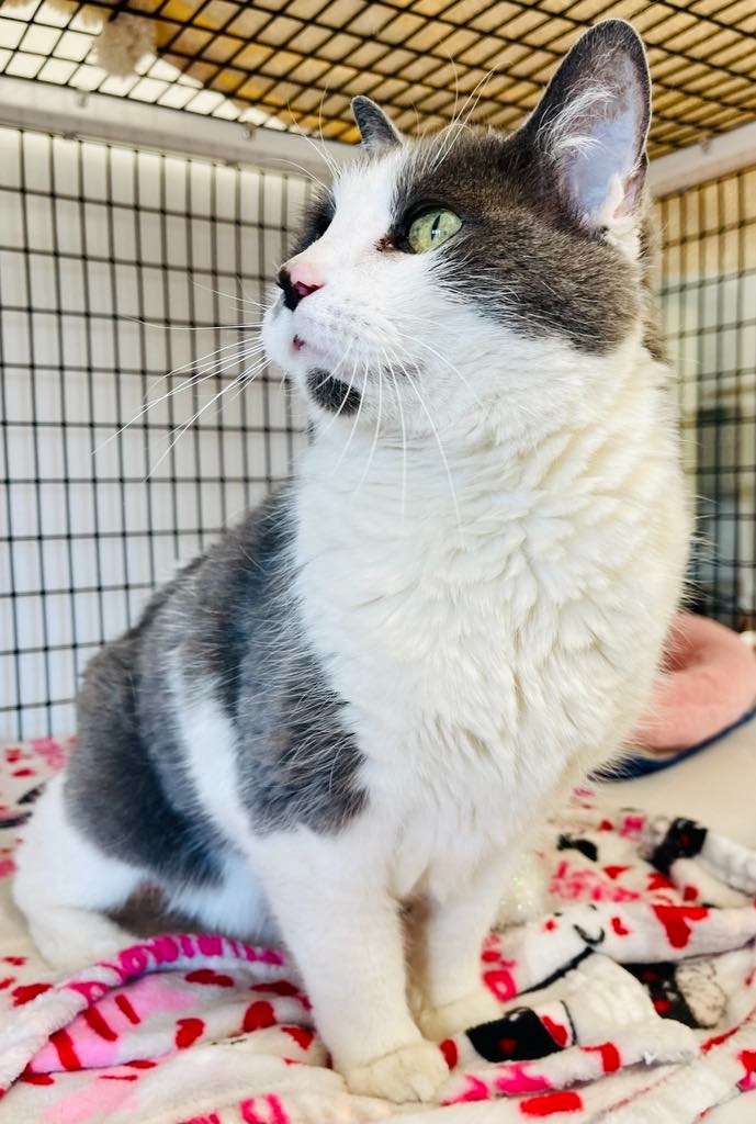 Squeaks, an adoptable Domestic Medium Hair in Green River, WY, 82935 | Photo Image 3