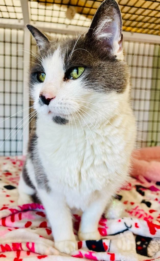 Squeaks, an adoptable Domestic Medium Hair in Green River, WY, 82935 | Photo Image 4