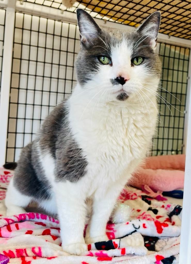 Squeaks, an adoptable Domestic Medium Hair in Green River, WY, 82935 | Photo Image 5