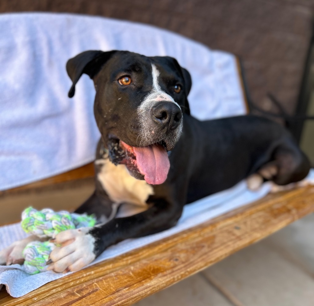 Black Jack, an adoptable American Staffordshire Terrier in Cottonwood, AZ, 86326 | Photo Image 1
