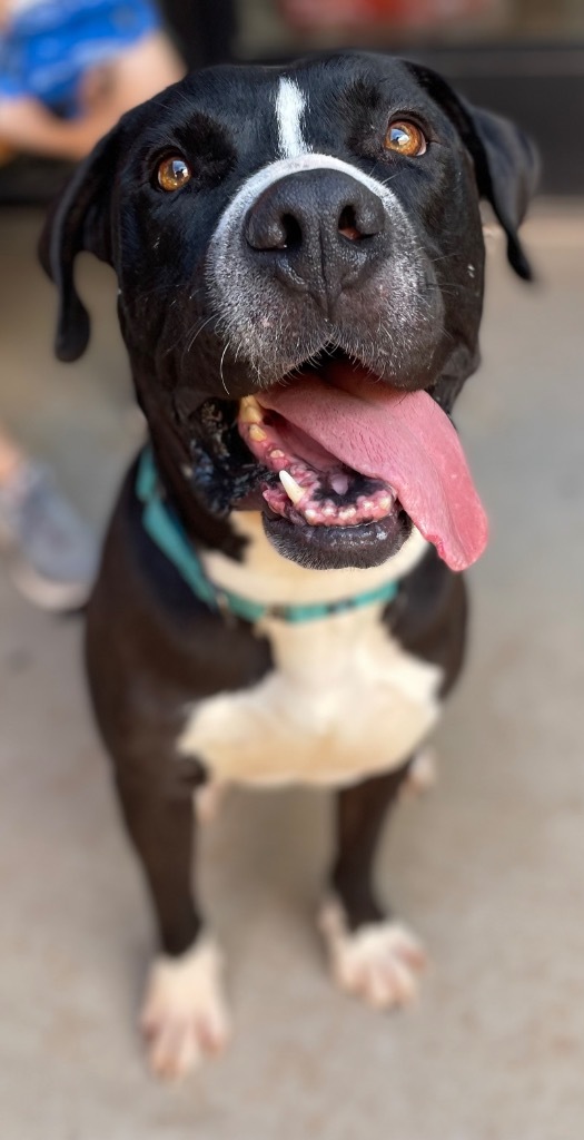 Black Jack, an adoptable American Staffordshire Terrier in Cottonwood, AZ, 86326 | Photo Image 2