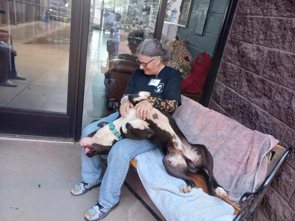 Black Jack, an adoptable American Staffordshire Terrier in Cottonwood, AZ, 86326 | Photo Image 3
