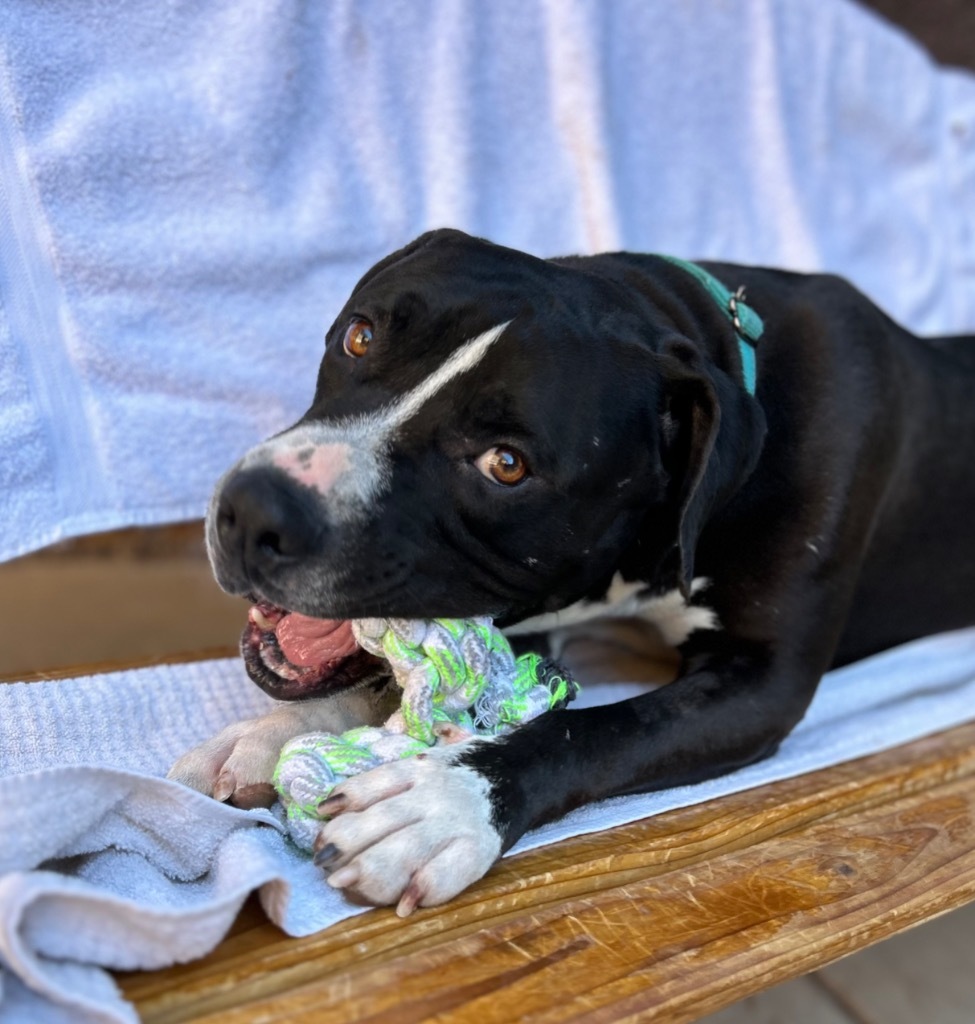 Black Jack, an adoptable American Staffordshire Terrier in Cottonwood, AZ, 86326 | Photo Image 4