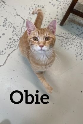 Obie, an adoptable Domestic Short Hair in Midland, TX, 79705 | Photo Image 1