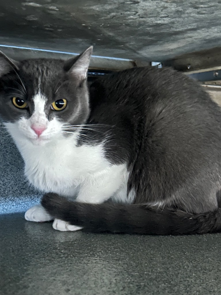 CiCi (Lizzy) (PA), an adoptable Domestic Short Hair in Denham Springs, LA, 70726 | Photo Image 1
