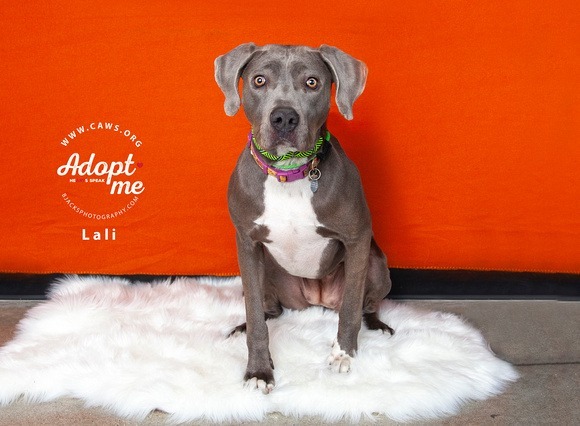 Lali, an adoptable Weimaraner, Labrador Retriever in Salt Lake City, UT, 84117 | Photo Image 1