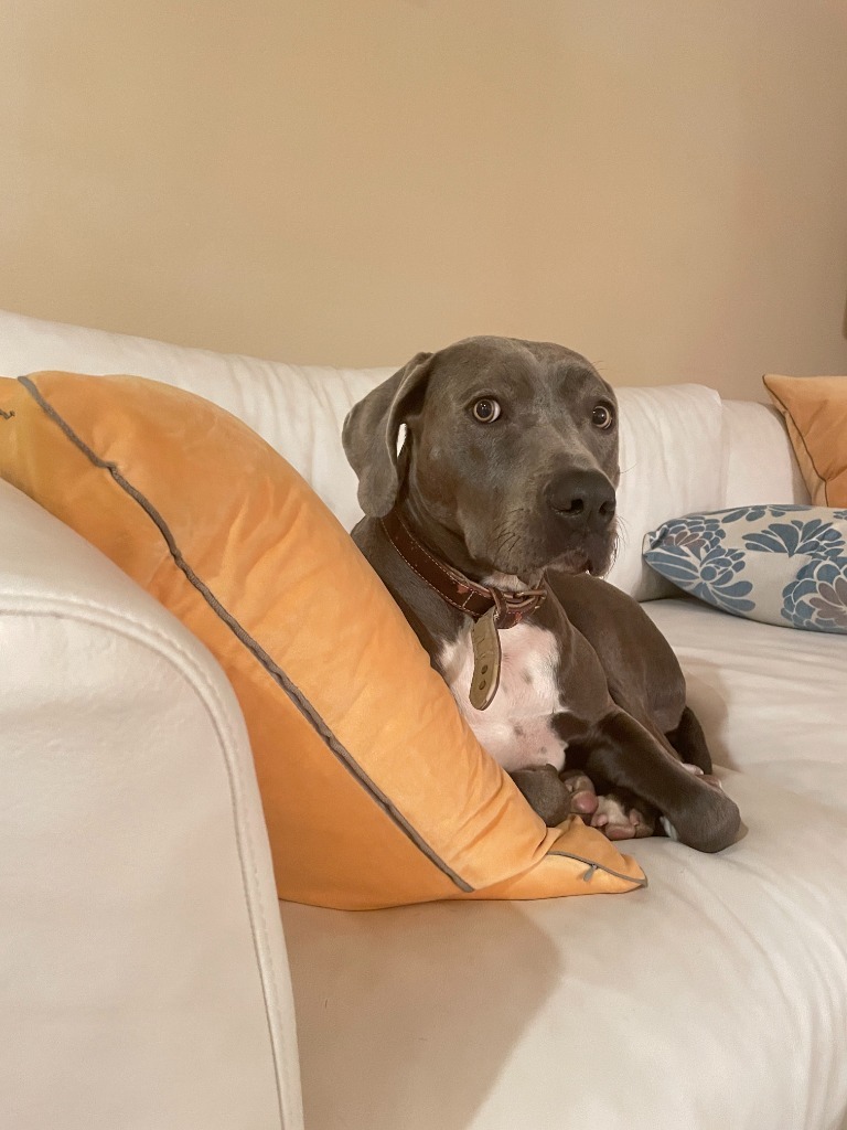 Lali, an adoptable Weimaraner, Labrador Retriever in Salt Lake City, UT, 84117 | Photo Image 2
