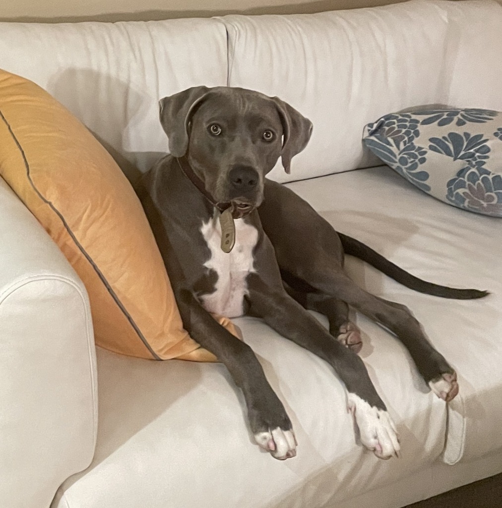 Lali, an adoptable Weimaraner, Labrador Retriever in Salt Lake City, UT, 84117 | Photo Image 3