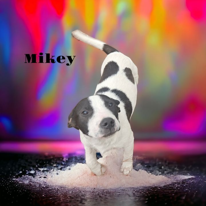 Mikey 2