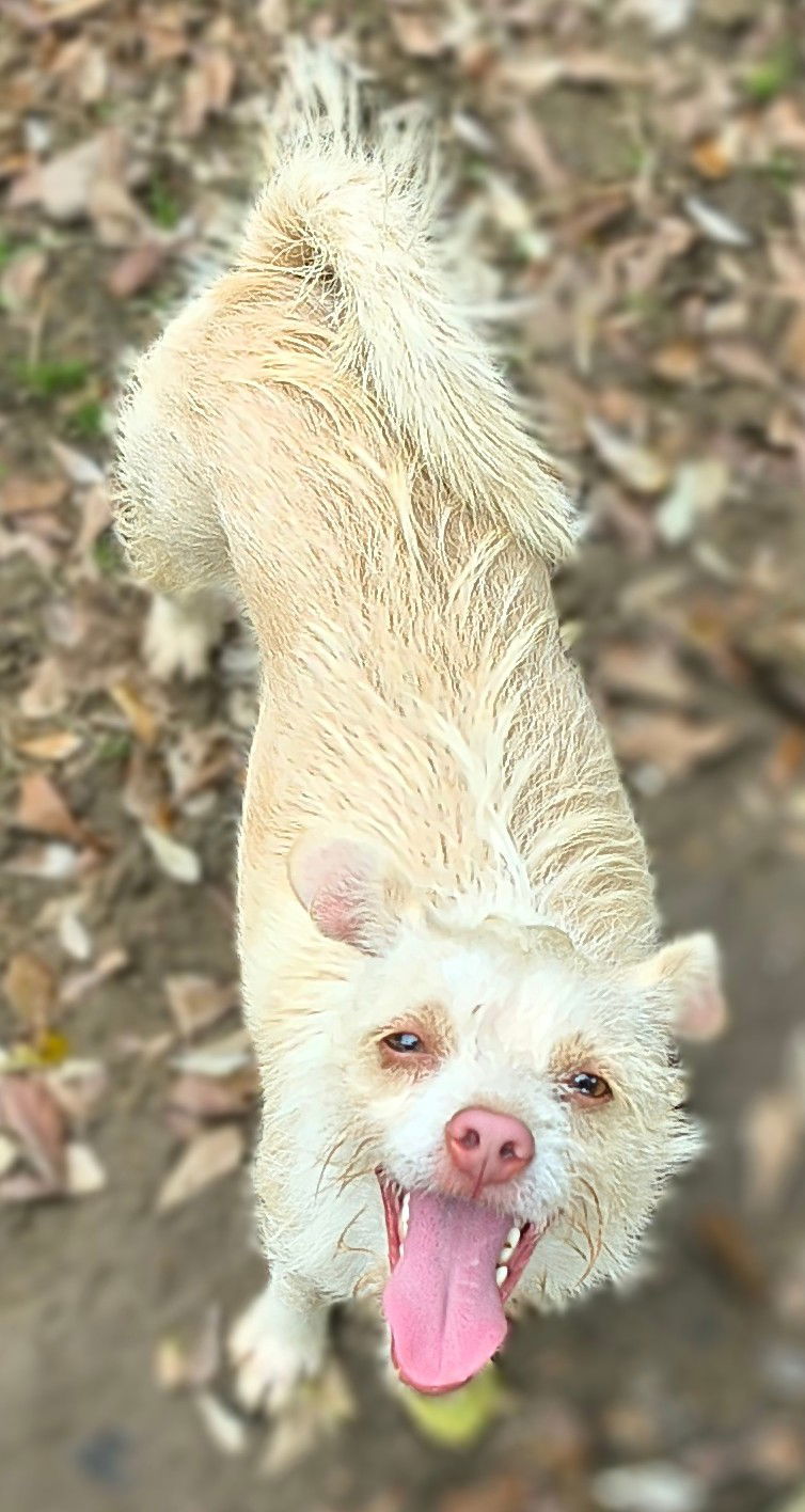 Shotzi, an adoptable Schnauzer, Jack Russell Terrier in Baileyton, AL, 35019 | Photo Image 2