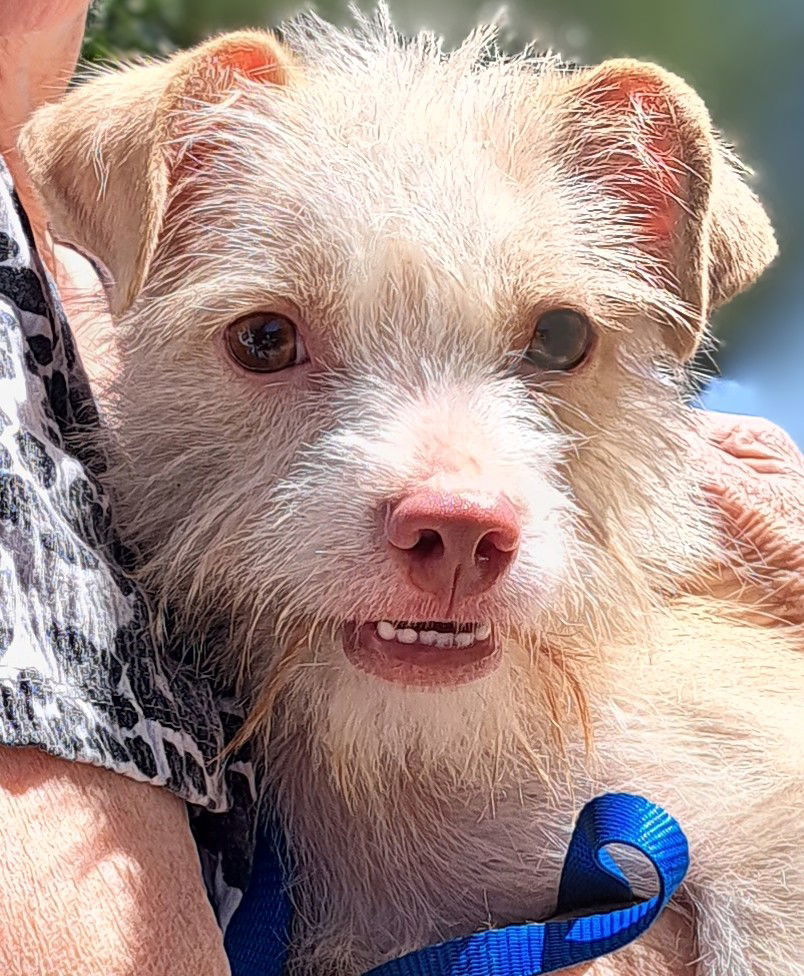 Shotzi, an adoptable Schnauzer, Jack Russell Terrier in Baileyton, AL, 35019 | Photo Image 3