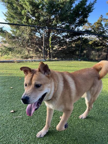 Roscoe, an adoptable Chow Chow, Mixed Breed in Hutchinson, KS, 67504 | Photo Image 1