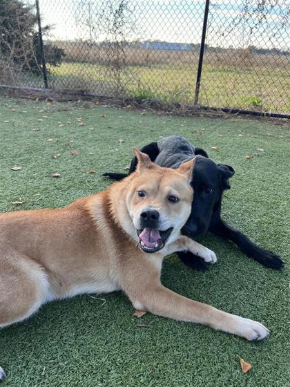 Roscoe, an adoptable Chow Chow, Mixed Breed in Hutchinson, KS, 67504 | Photo Image 2