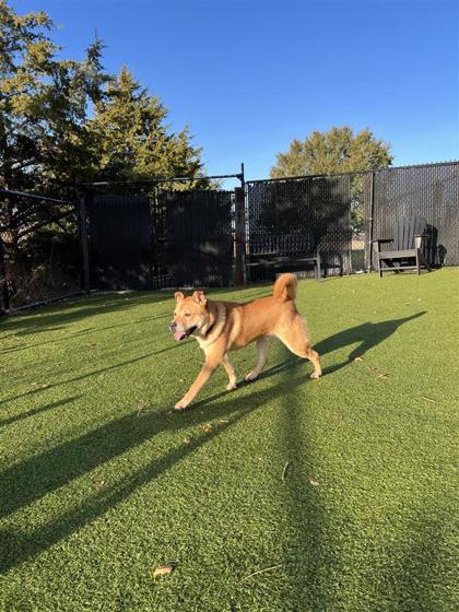 Roscoe, an adoptable Chow Chow, Mixed Breed in Hutchinson, KS, 67504 | Photo Image 3