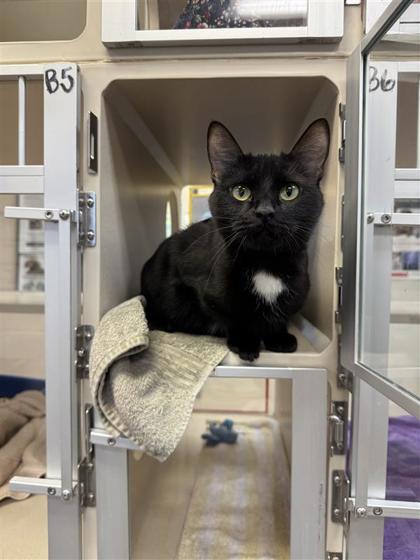 Andrea, an adoptable Domestic Short Hair in Hutchinson, KS, 67504 | Photo Image 1