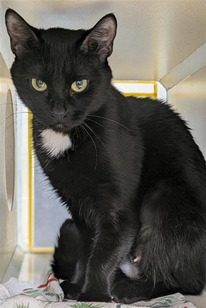 Andrea, an adoptable Domestic Short Hair in Hutchinson, KS, 67504 | Photo Image 2