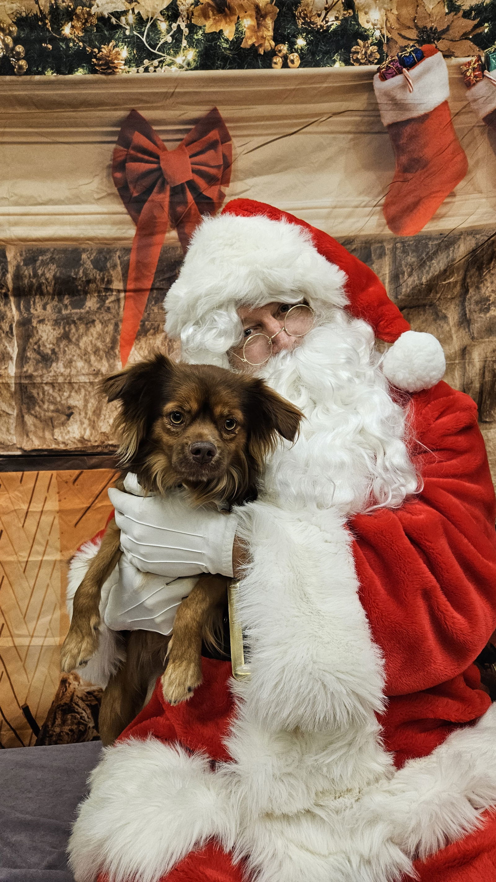 Gremmy, an adoptable Pekingese, Chihuahua in Salt Lake City, UT, 84107 | Photo Image 1